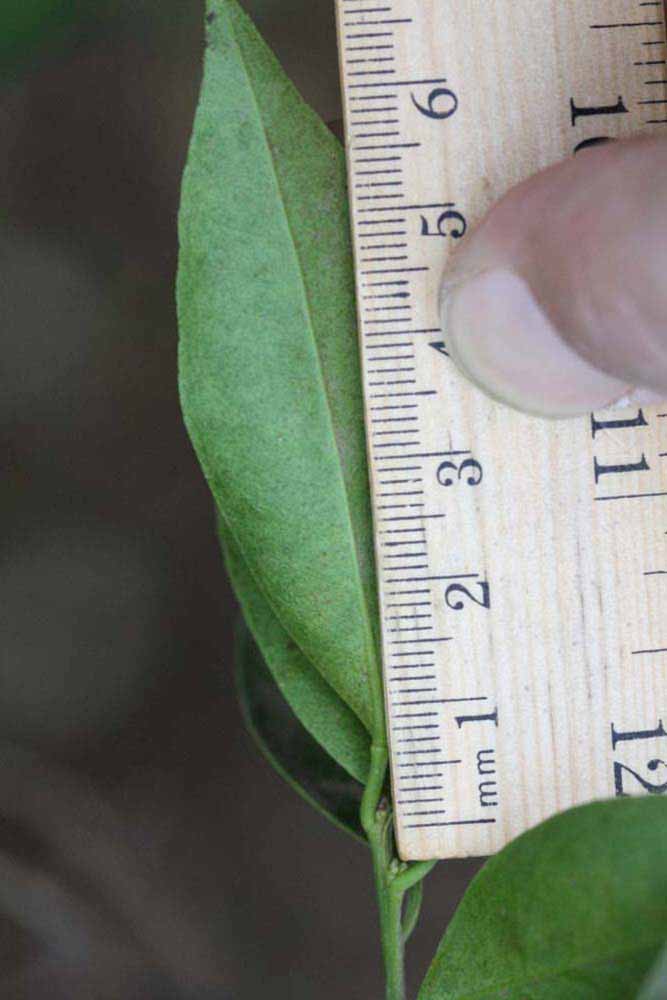              Unifoliolate leaf (Riverside, CA)       